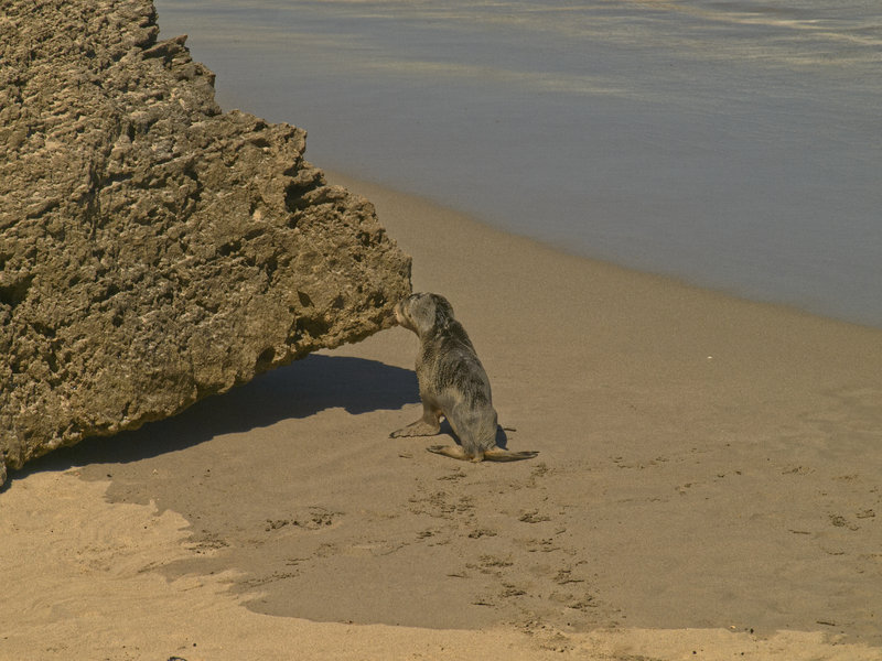 Kangaroo Island, Sea Lion